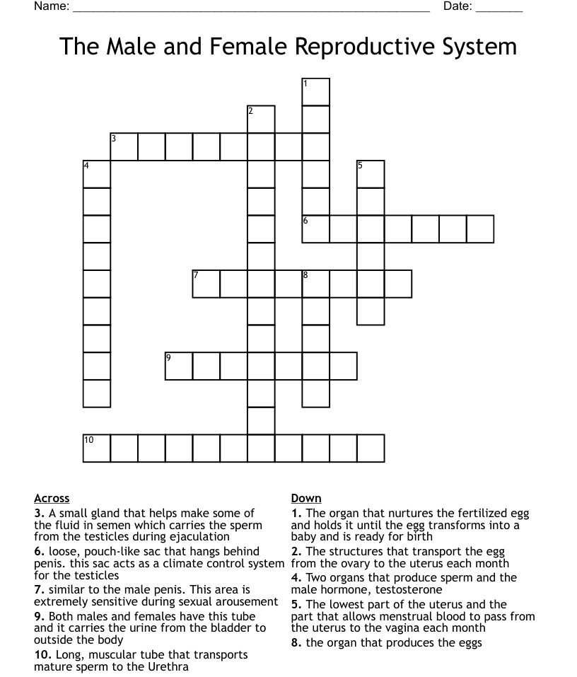The Male and Female Reproductive System Crossword WordMint