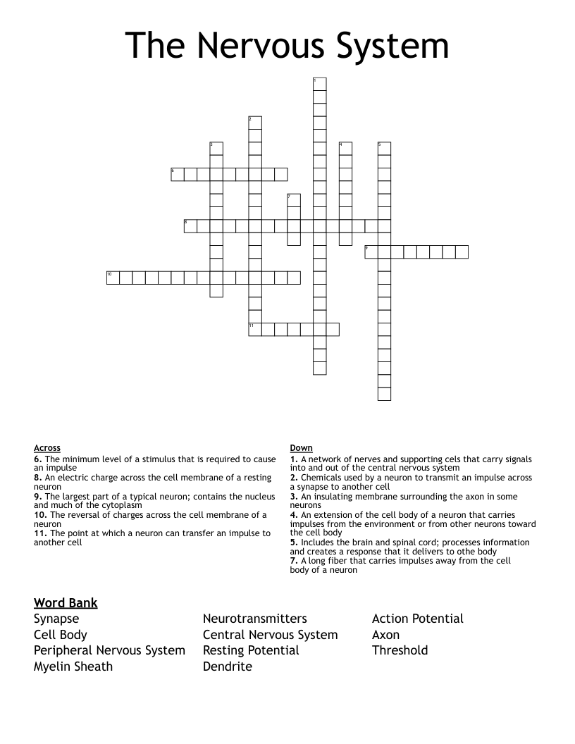 The Nervous System Crossword WordMint