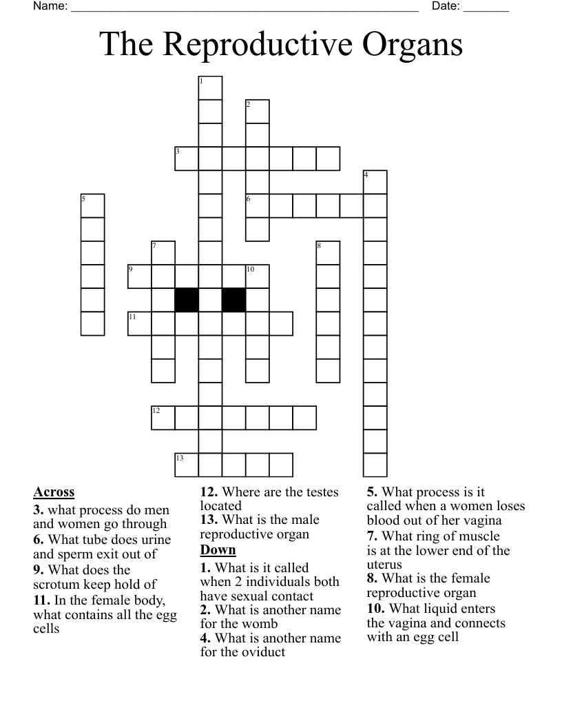 The Reproductive Organs Crossword WordMint