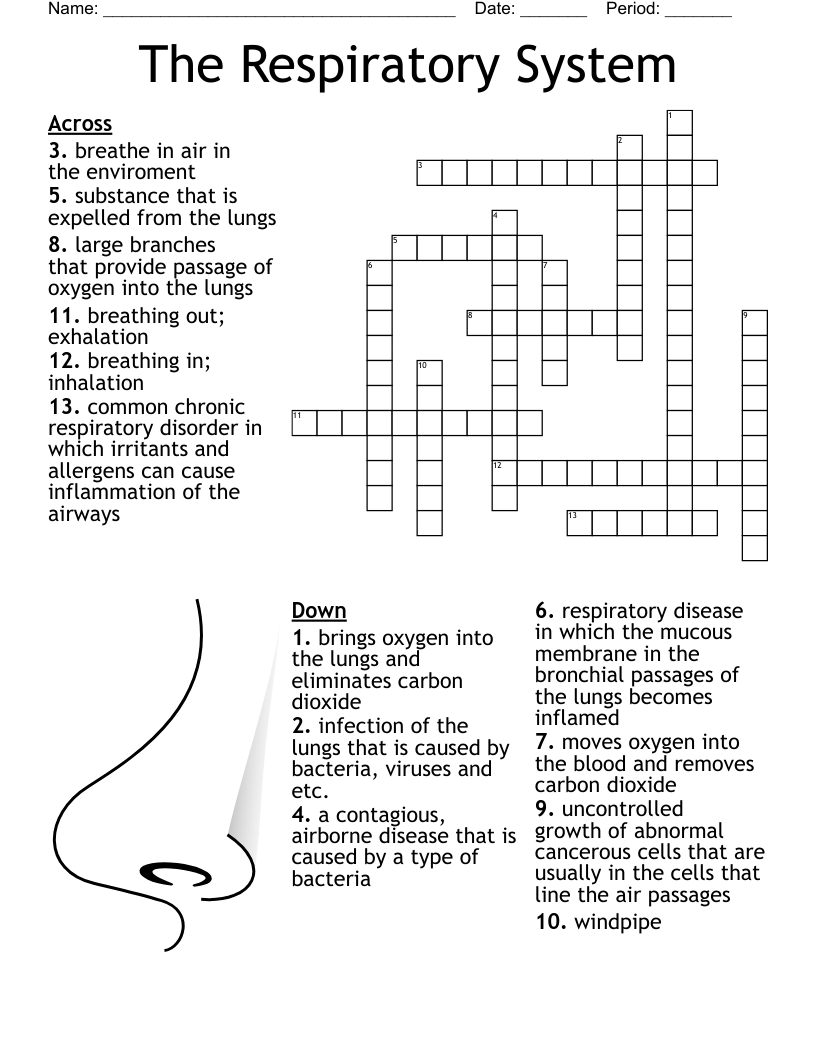 The Respiratory System Crossword WordMint