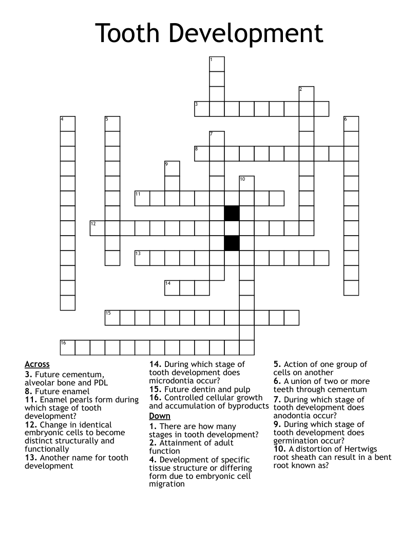 Tooth Development Crossword WordMint