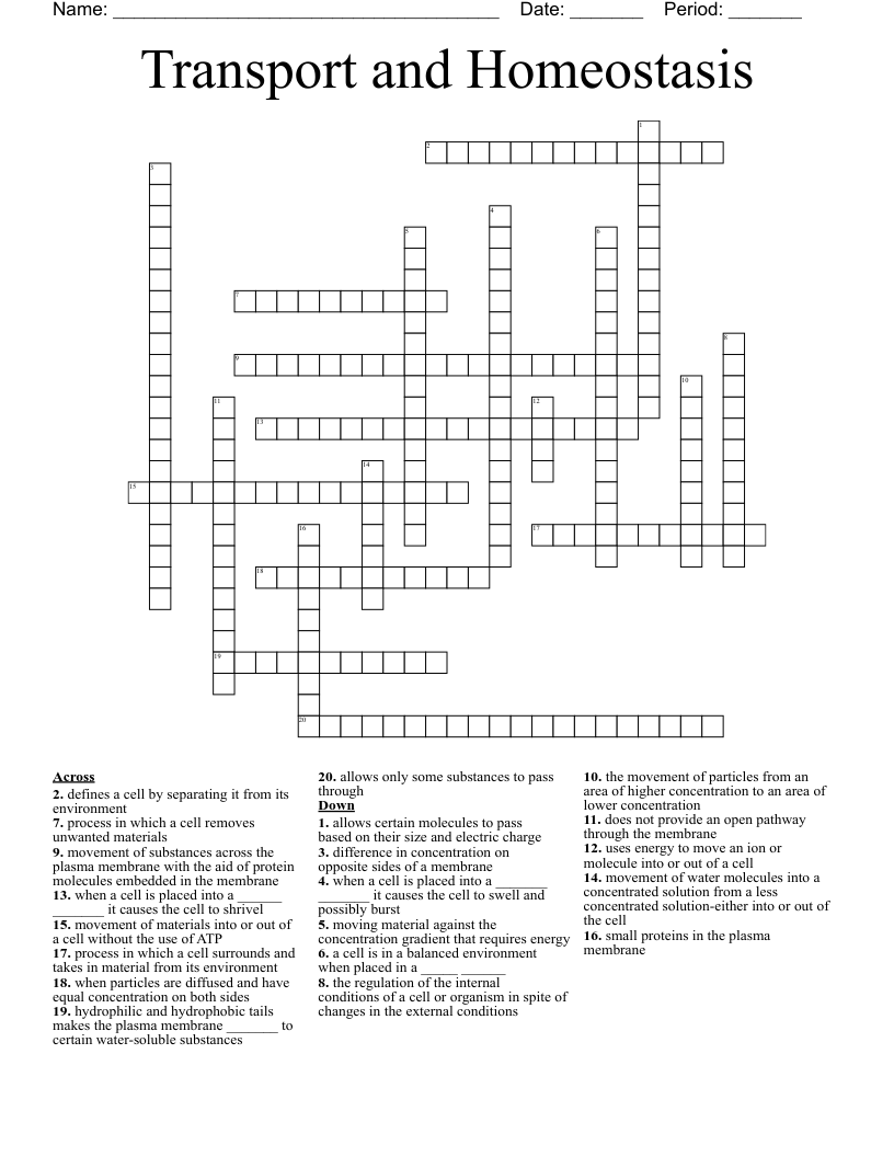 Transport and Homeostasis Crossword WordMint