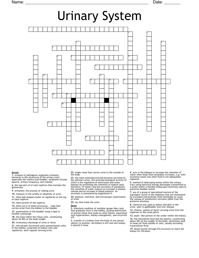 Chapter 7 Crossword Puzzle Medical Terminology Urinary System Anna