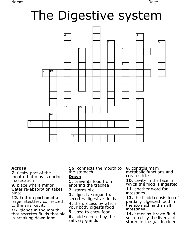 The Digestive system Crossword WordMint