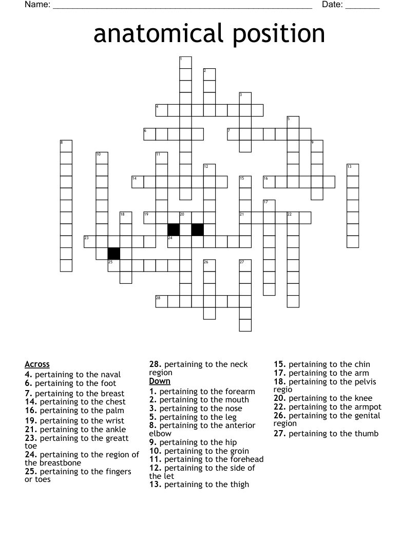 anatomical position Crossword WordMint