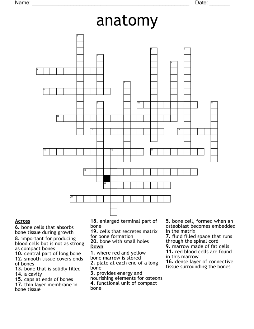 anatomy Crossword WordMint