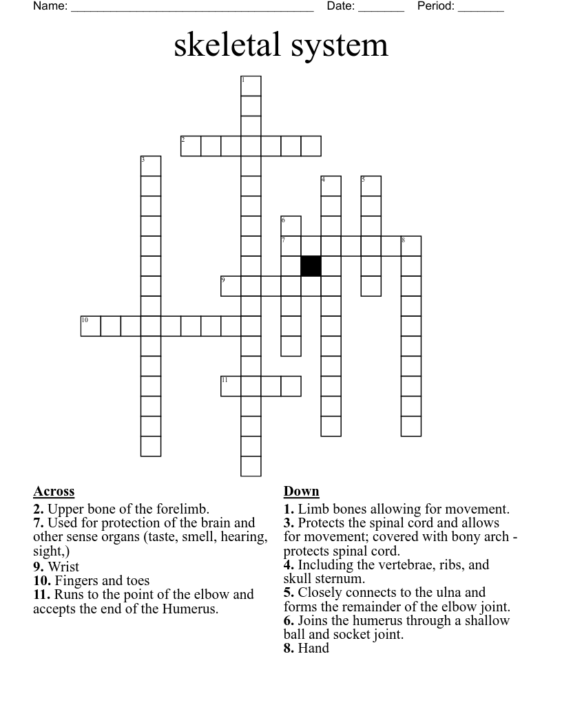 skeletal system Crossword WordMint