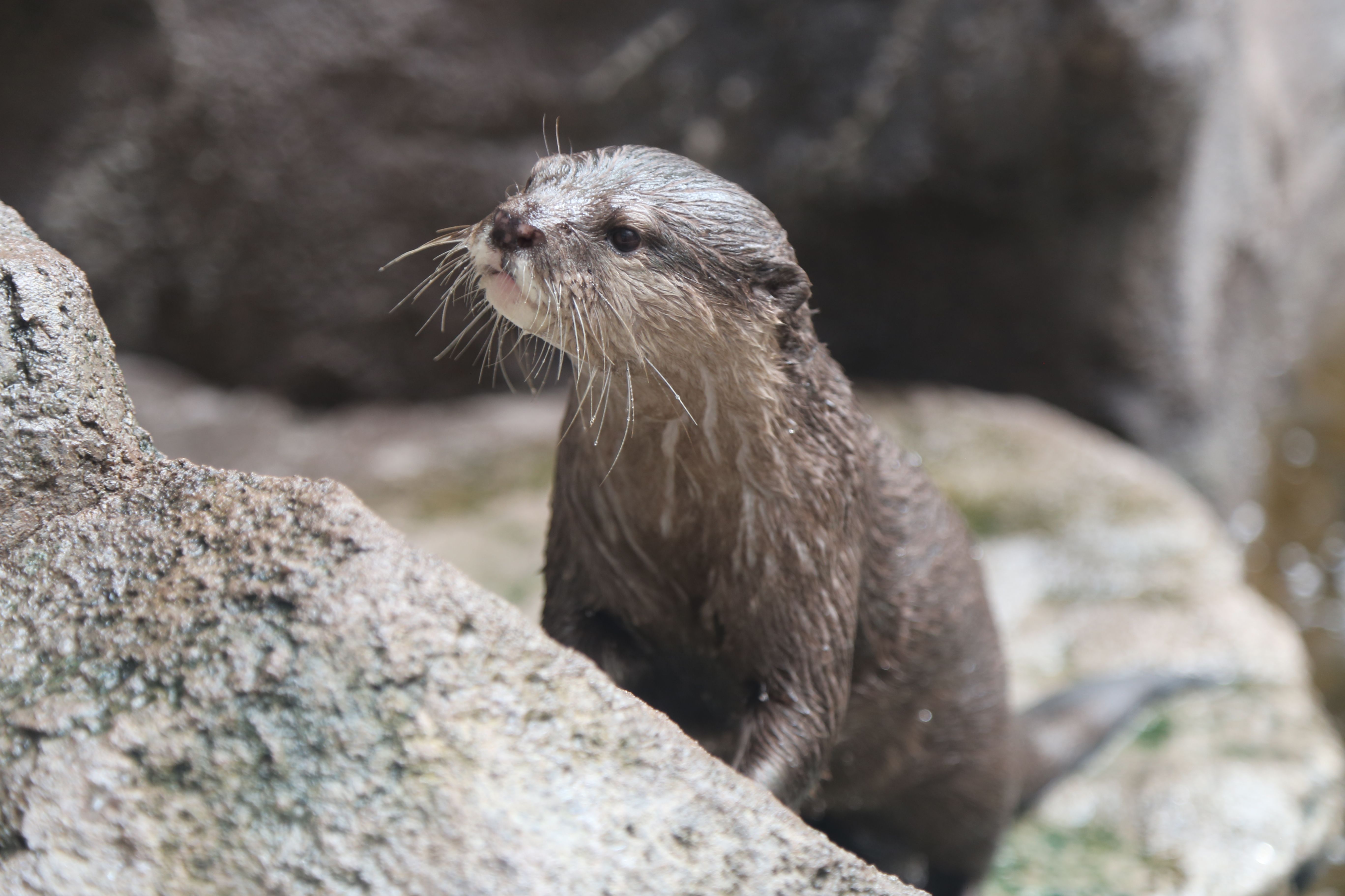 NC Aquarium at Fort Fisher mourns loss of oldest otter Asta