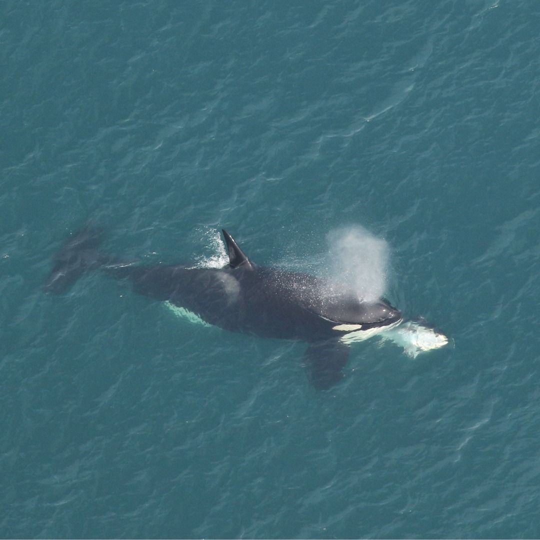 Surprise! Killer whale spotted off the North Carolina coast