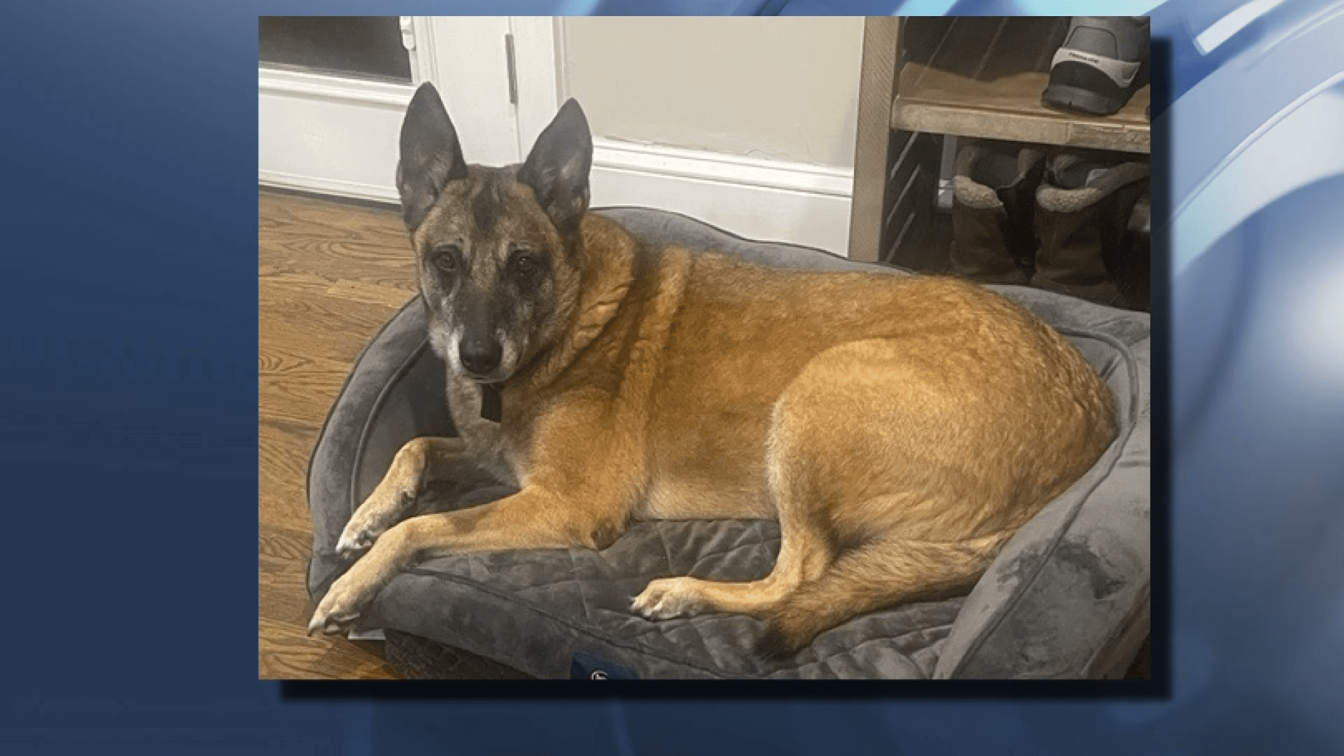 Wake deputy who shot Raleigh family’s dog no longer with sheriff’s office