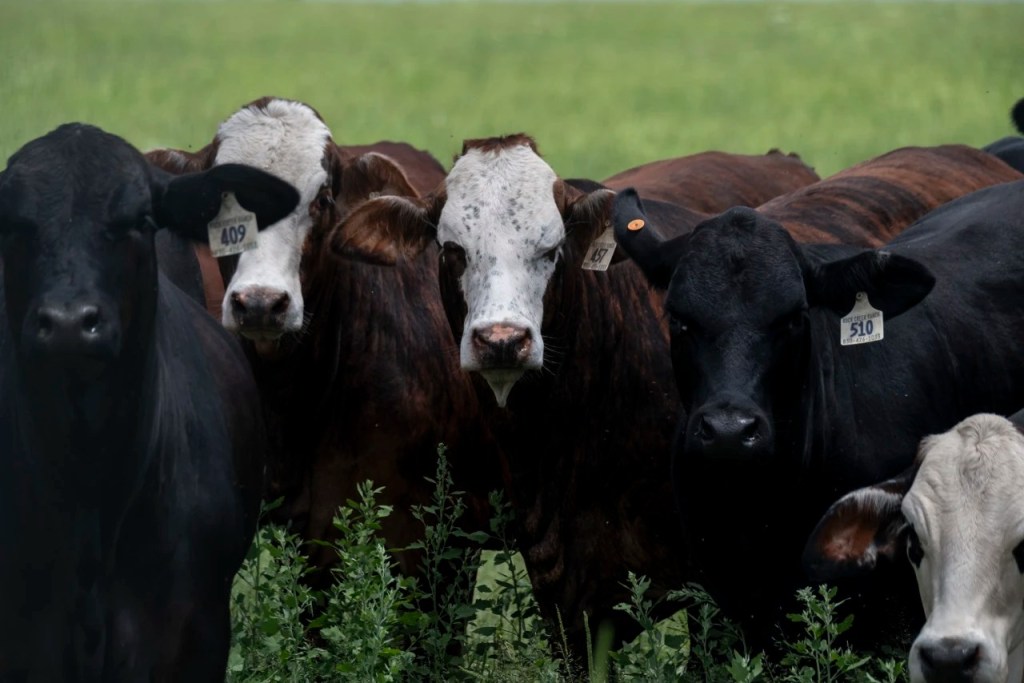 How Texas Ranchers Are Fighting a Long-Eradicated Cattle Killer