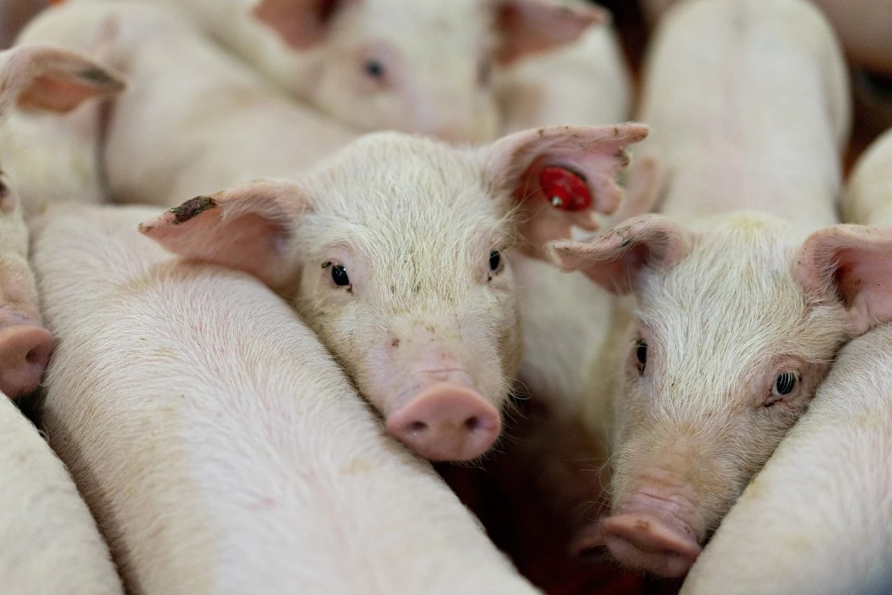 In Search of a Better Pig WSJ