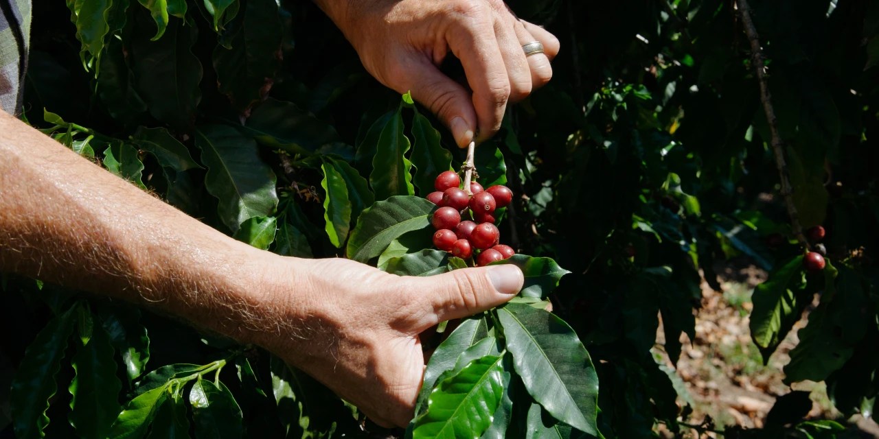 What Rising Temperatures Mean for CoffeeBean Farmers WSJ