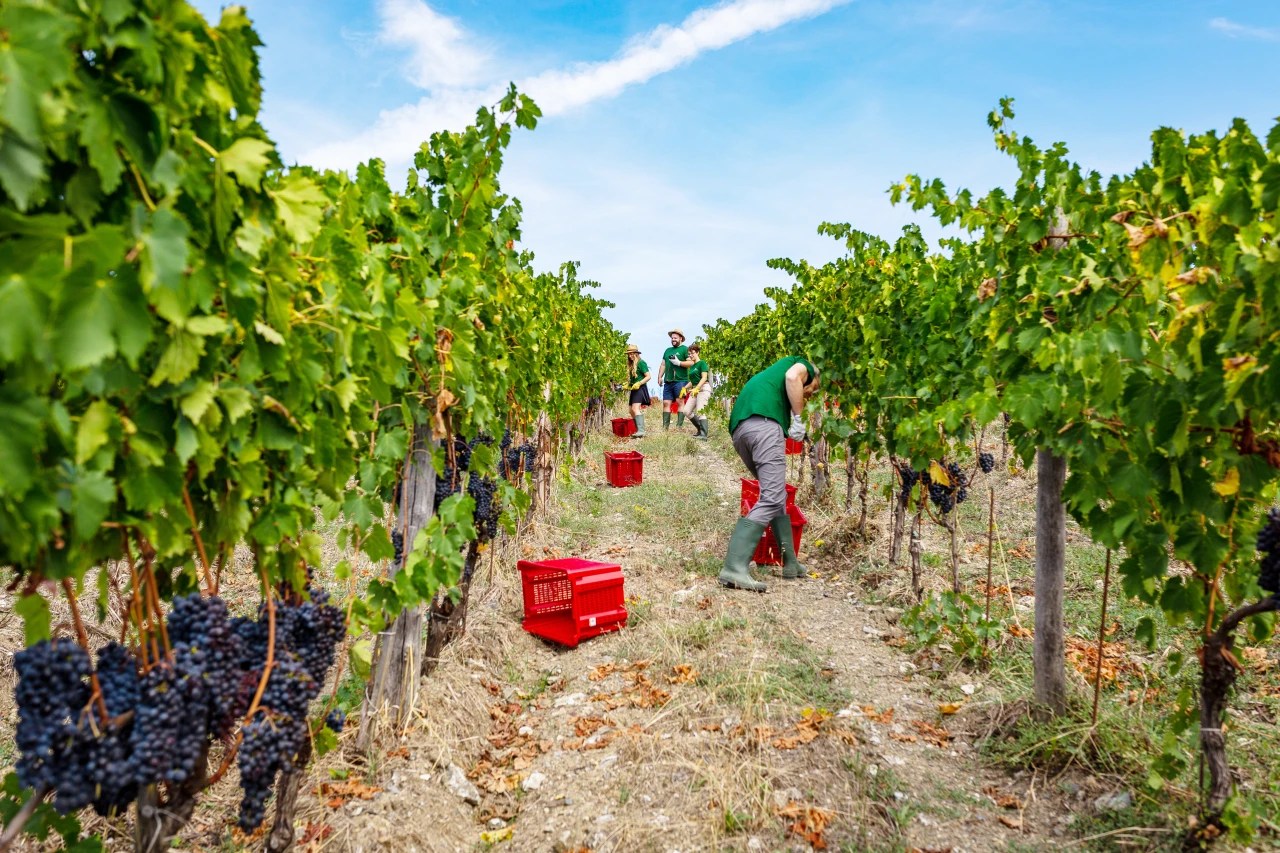 How to Take Part in Italy’s Grape Harvest WSJ