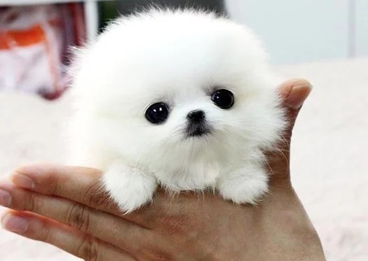 Cnn.co.jp : 世界一「かわいい」動物は？ - (1/3) 仕事のストレス解消、かわいい動物写真の効果は？ - Wsj