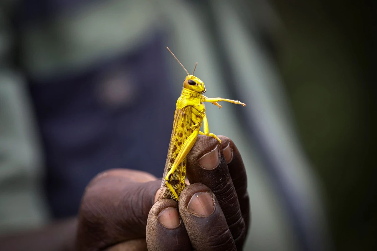 Africa’s Worst Locust Plague in Decades Threatens Millions WSJ
