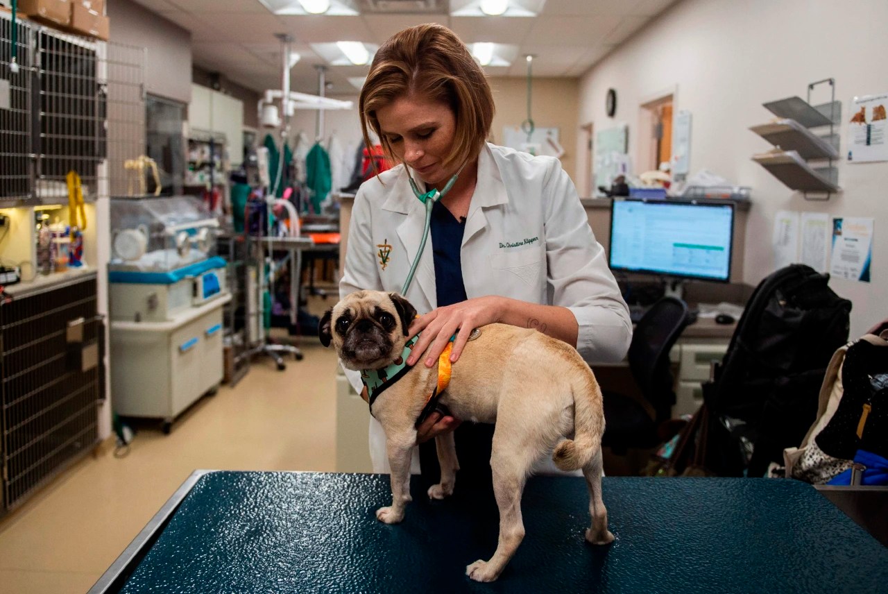 Uf Emergency Vet atelieryuwa.ciao.jp