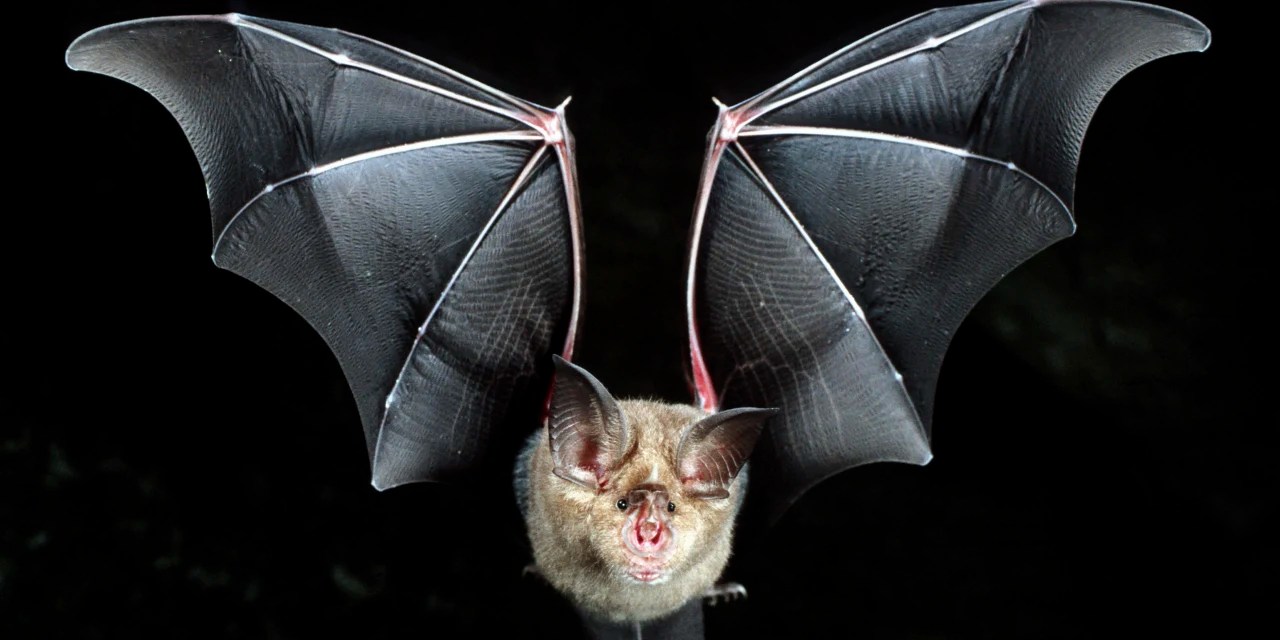 The Bats Behind the Pandemic - WSJ