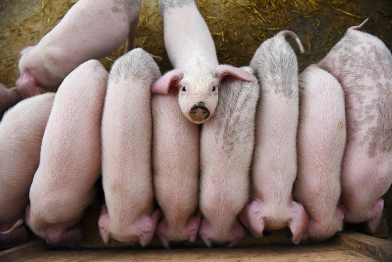 China Serves Up PigBacked Loans for Its Hogtied Farmers WSJ