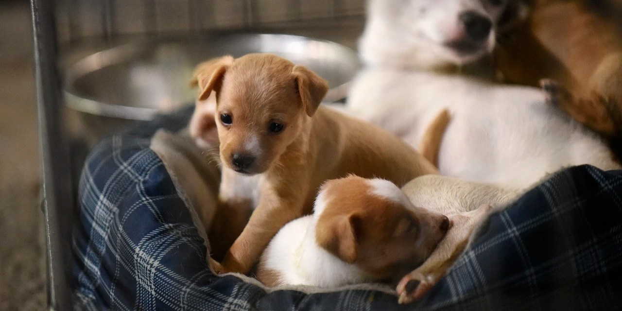 PetSupply Chain Pet Valu to Close All Its U.S. Stores WSJ