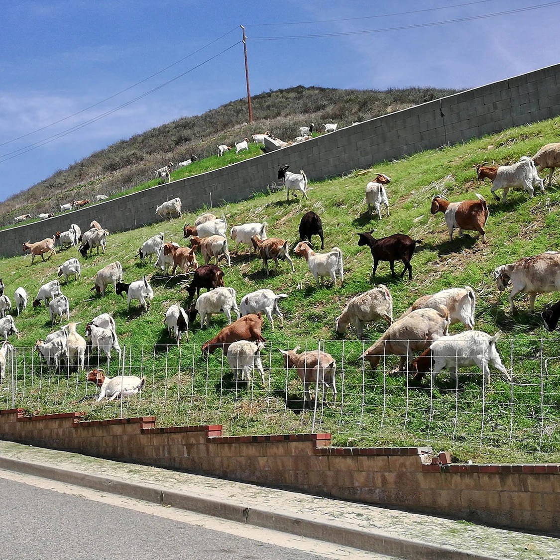 WellEmployed in Pandemic Times Landscaping Goats WSJ