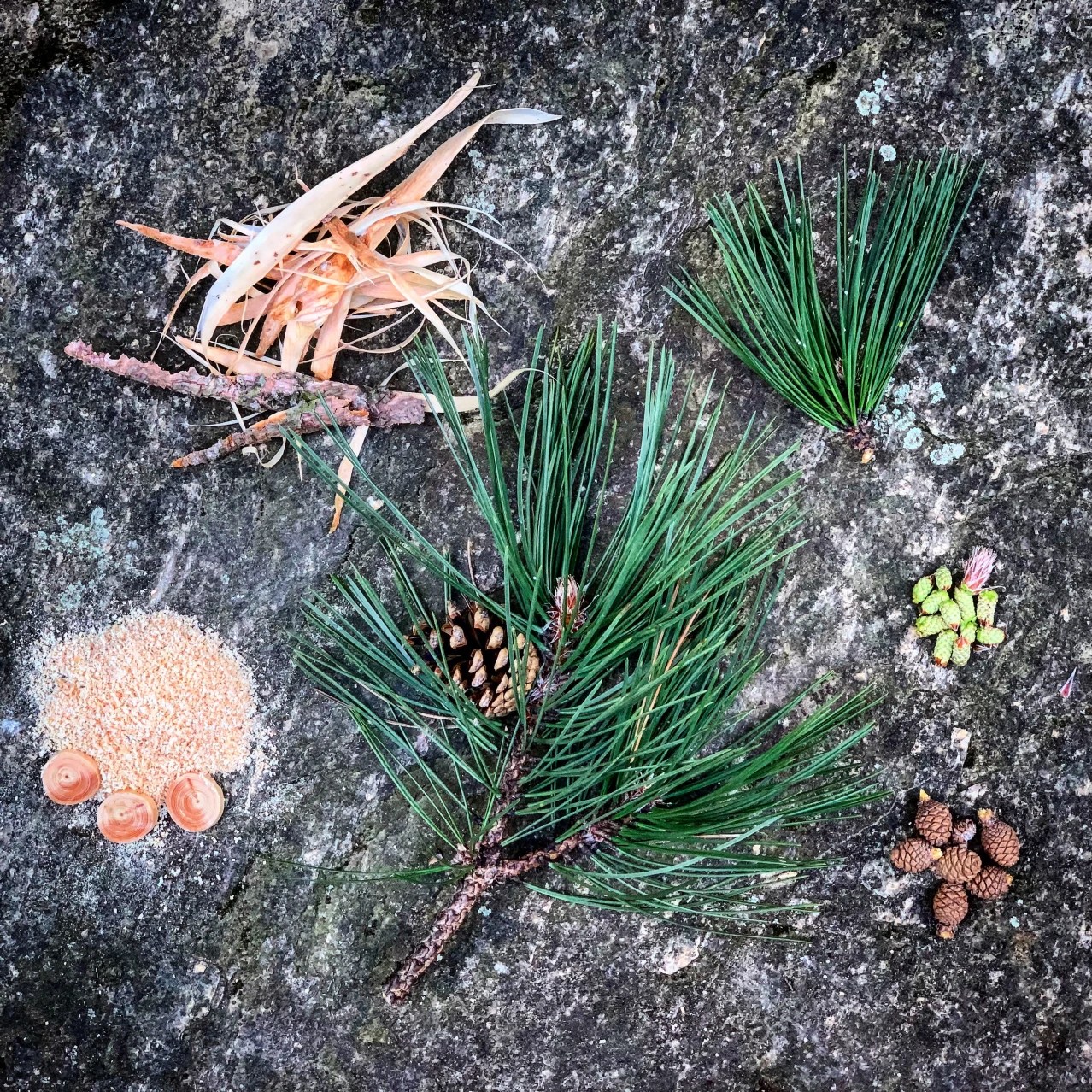 New Christmas Tree Disposal Method? Eat It WSJ