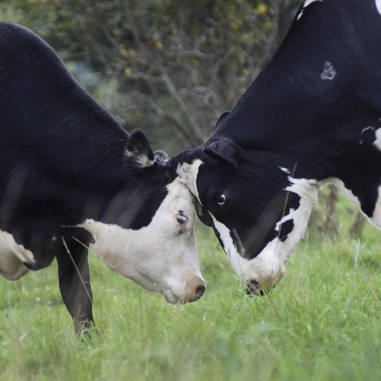 Escape From New York Slaughterhouse Refugees Have a Country Place WSJ