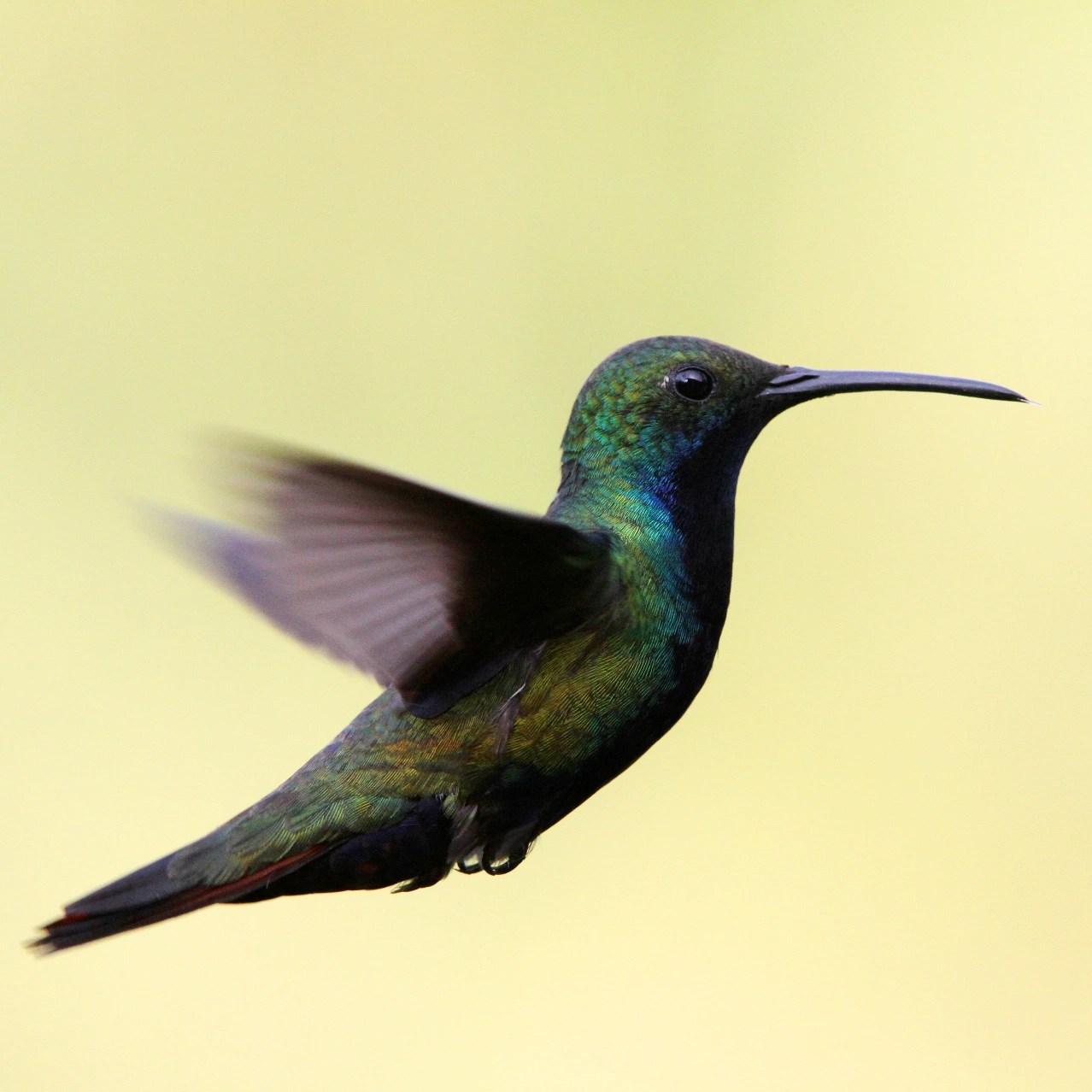 ‘The Glitter in the Green’ Review Blink and You’ll Miss Them WSJ