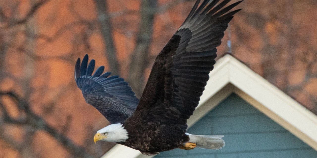 Would A Bald Eagle Eat A Dog