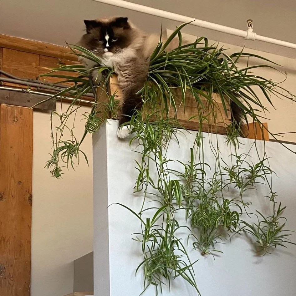 Your Cat or Your House Plants. There’s Room for Only One. WSJ