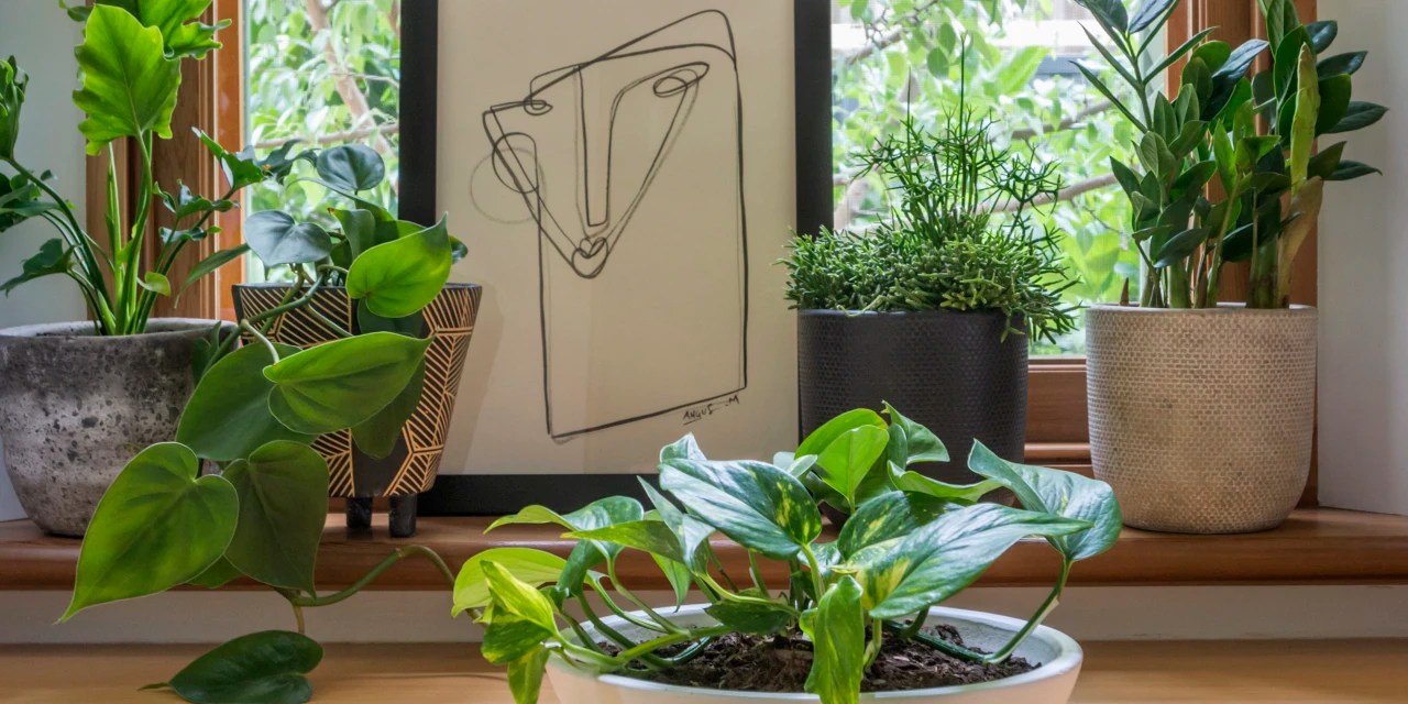 The Best House Plant Accessories—Chosen by a Pro Stylist WSJ