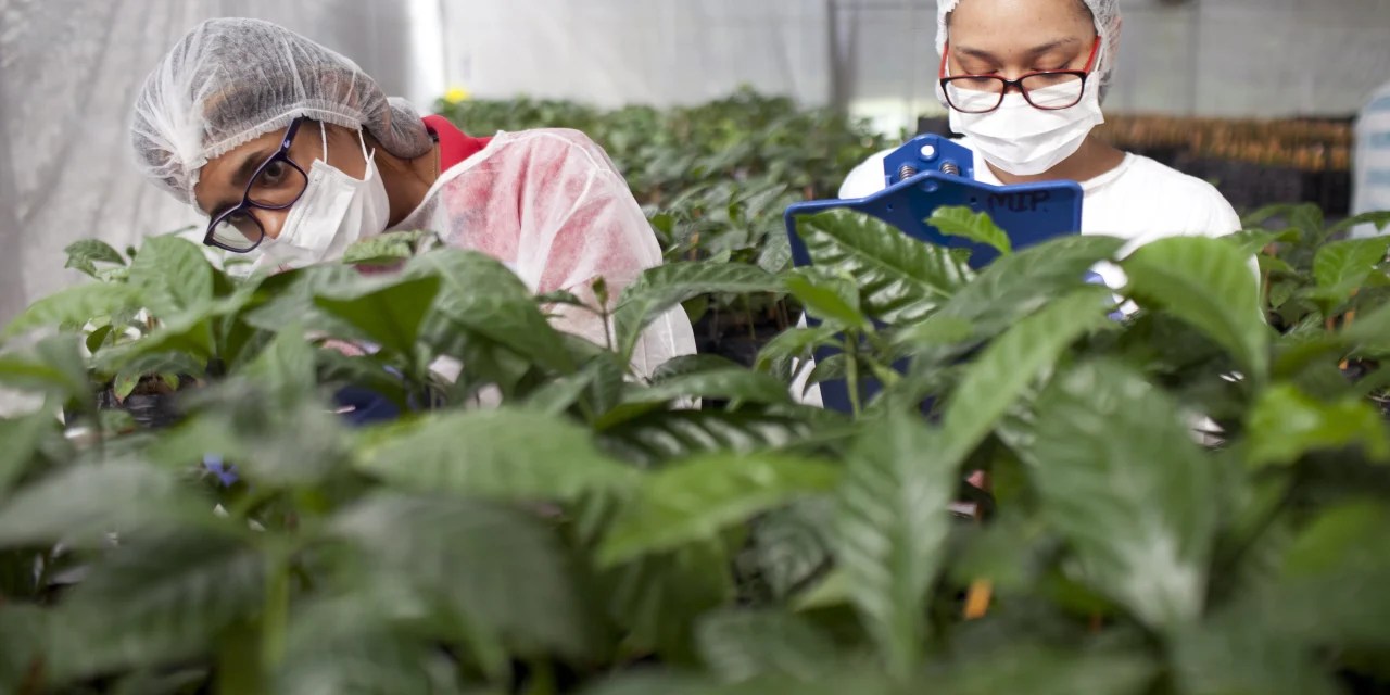 Why Does Your Coffee Taste Like Tires? A Battle Brews Between Beans WSJ