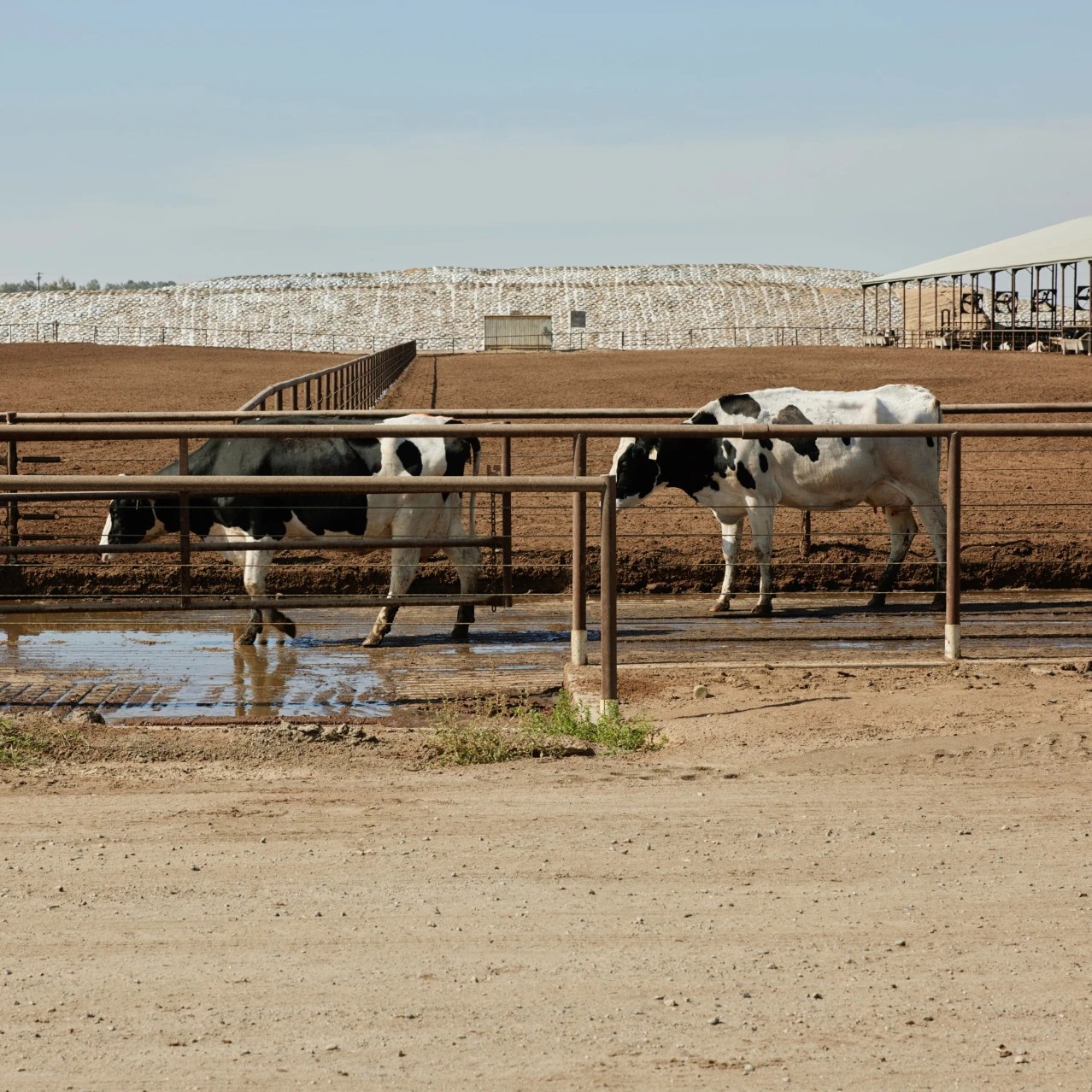 California Dairy Farmers Struggle to Stay in the ‘Got Milk’ State WSJ