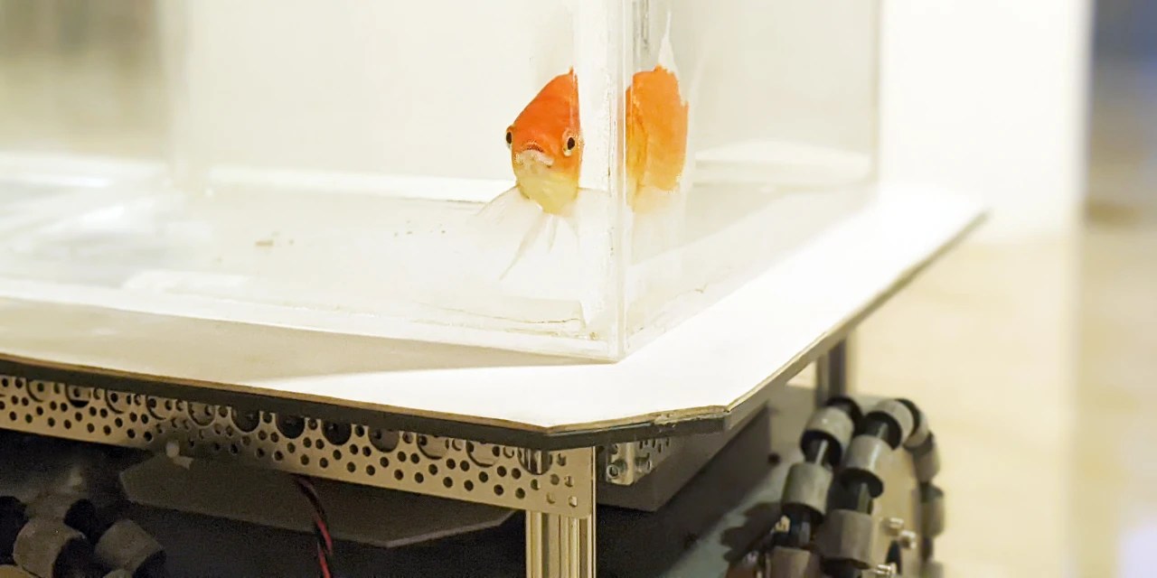 How Do You Teach a Goldfish to Drive? First You Need a
