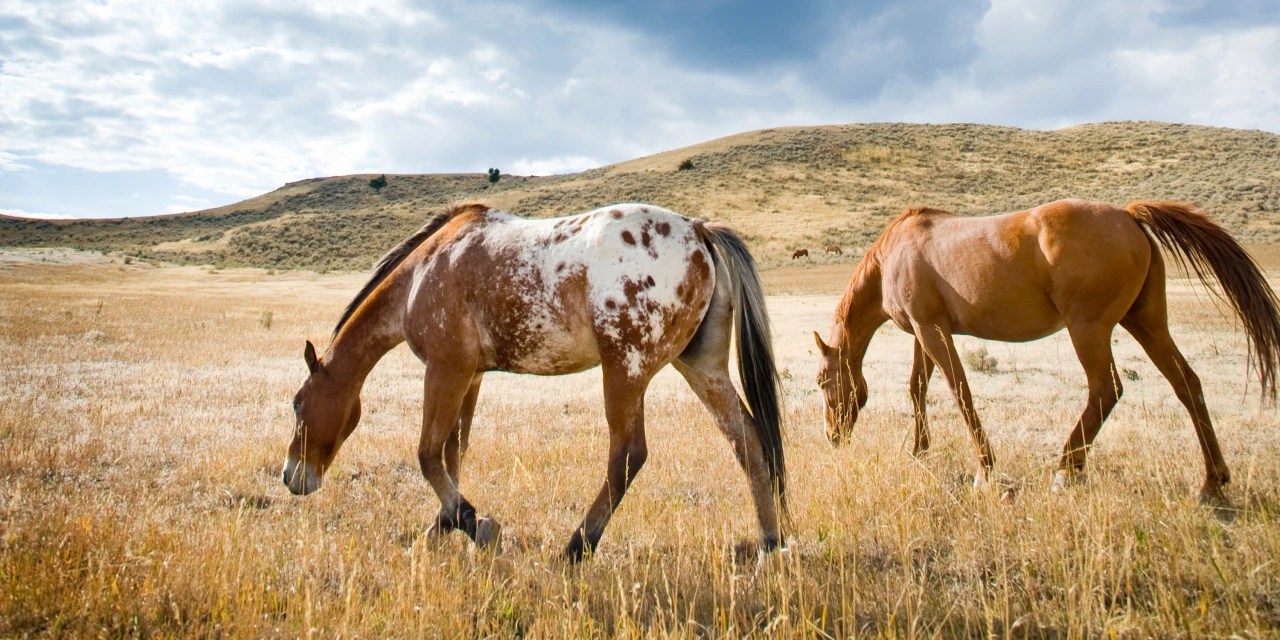 Five Best Big Sky Country WSJ