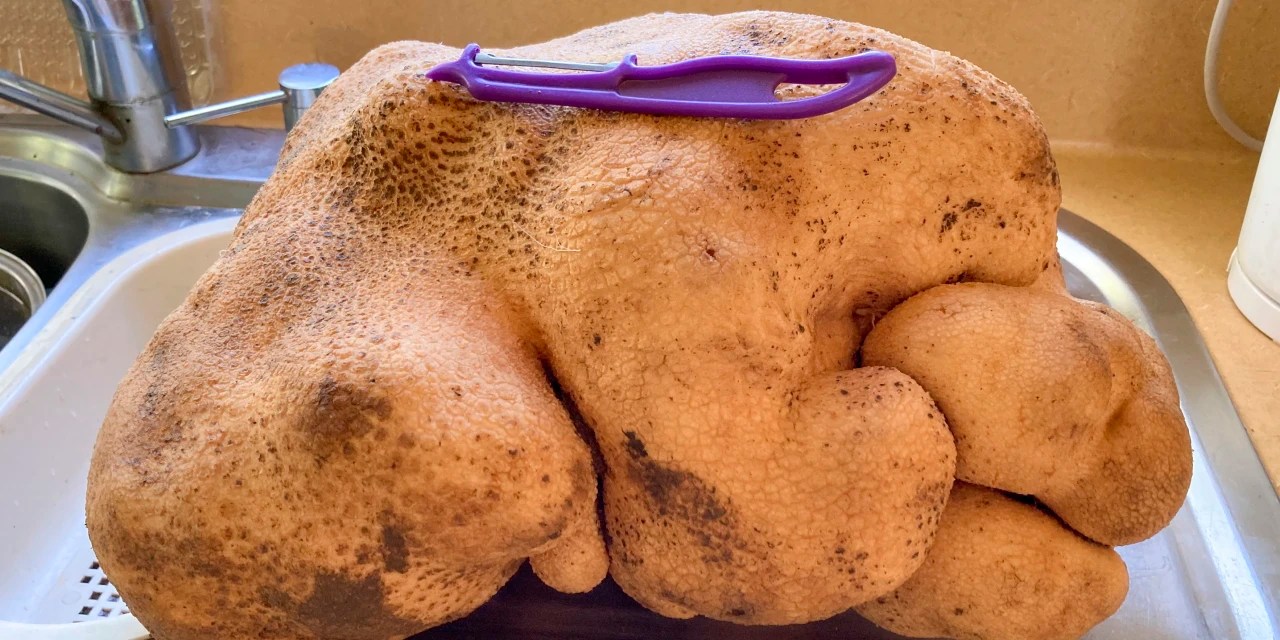It Turns Out the World’s Largest Potato Is Actually a Gourd, Guinness