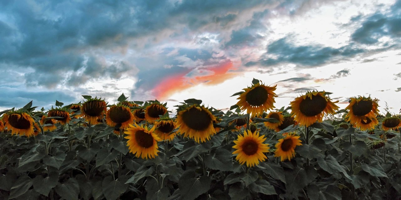 Ukraine War Sparks Global Scramble for Cooking Oils WSJ