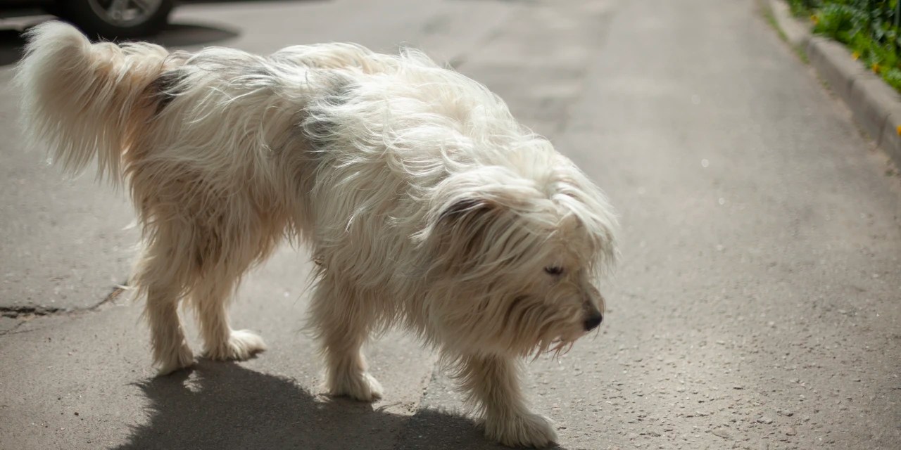 A Mysterious Illness Is Killing Dogs in Michigan WSJ