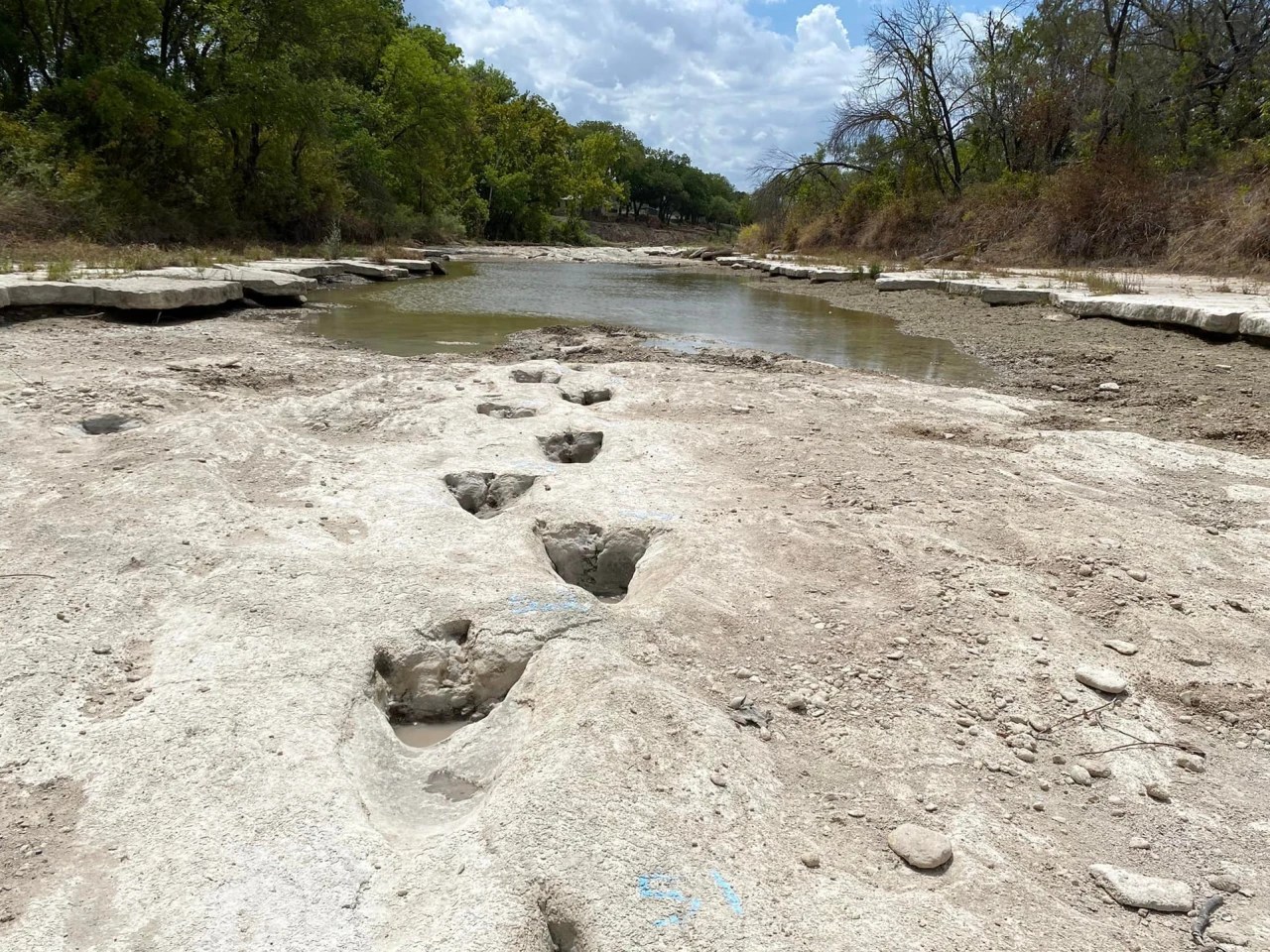 Receding Water Levels in Texas Reveal 113MillionYearOld Dinosaur