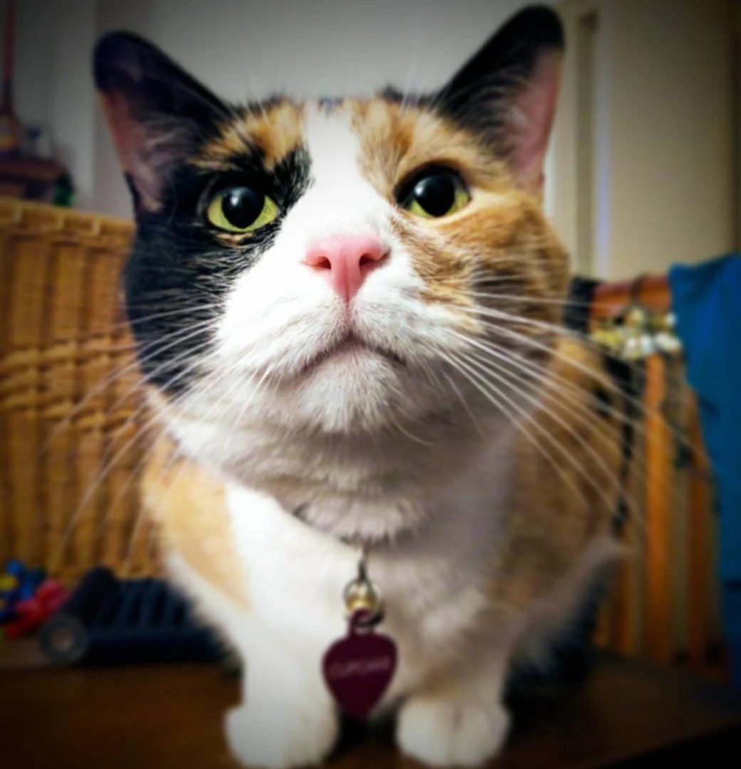 Can A Dog Allergy Kill You