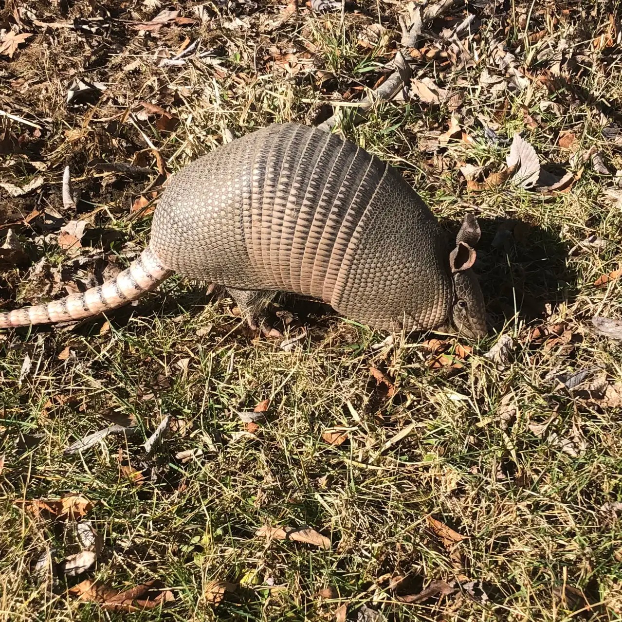 The Texans Who Are Moving to Illinois Armadillos WSJ
