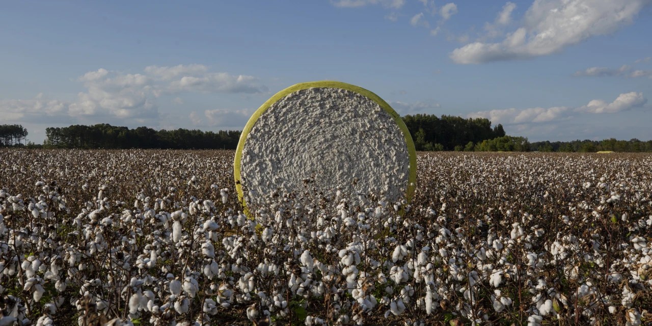 Cotton Prices Drop Amid Economic Worries, Strong Dollar Pressure WSJ