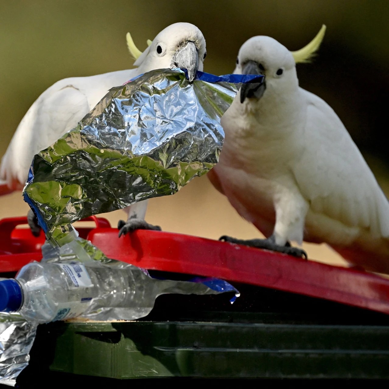 Cockatoos Are Getting Smarter. Should Humans Be Worried? WSJ