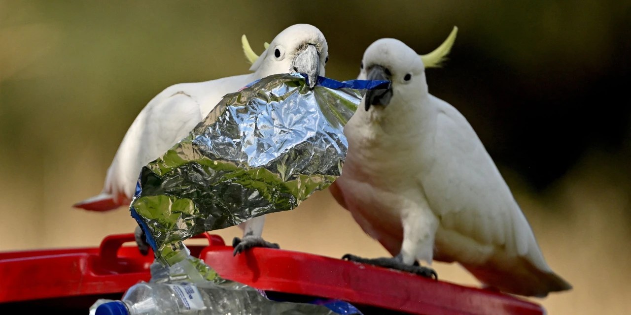 Cockatoos Are Getting Smarter. Should Humans Be Worried? WSJ