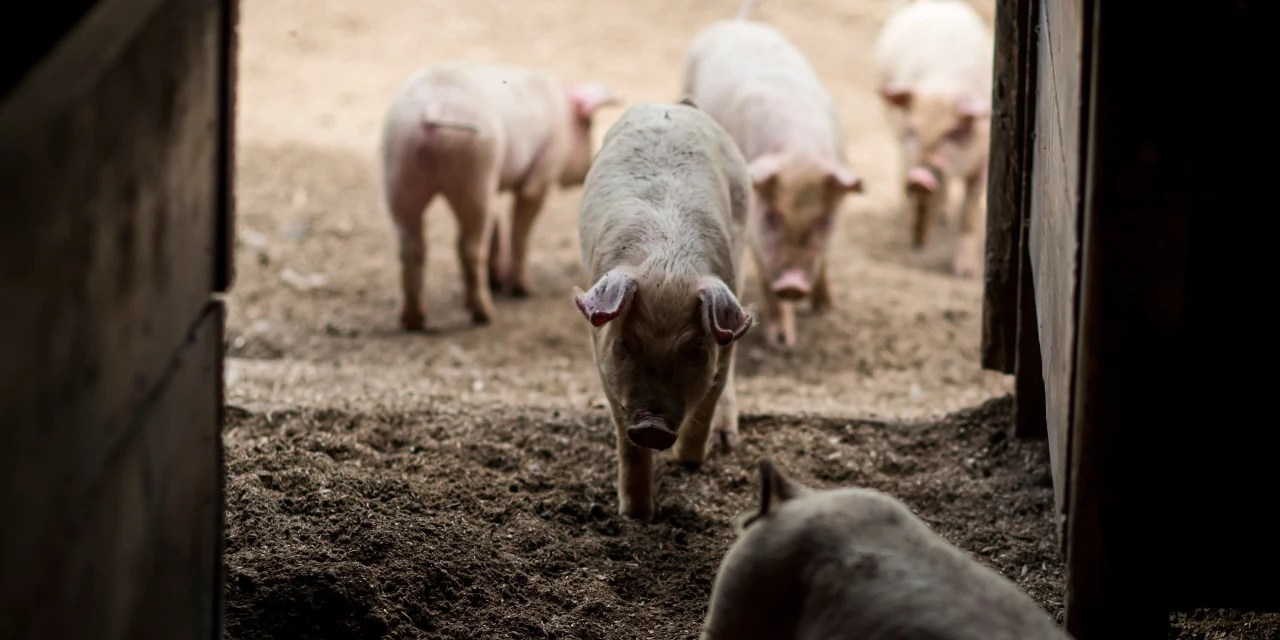 California, Pigs and the Merely PigHeaded WSJ