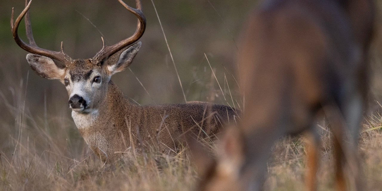 Hunting Deer in Mating Season Helps Make It One of the Best Years WSJ