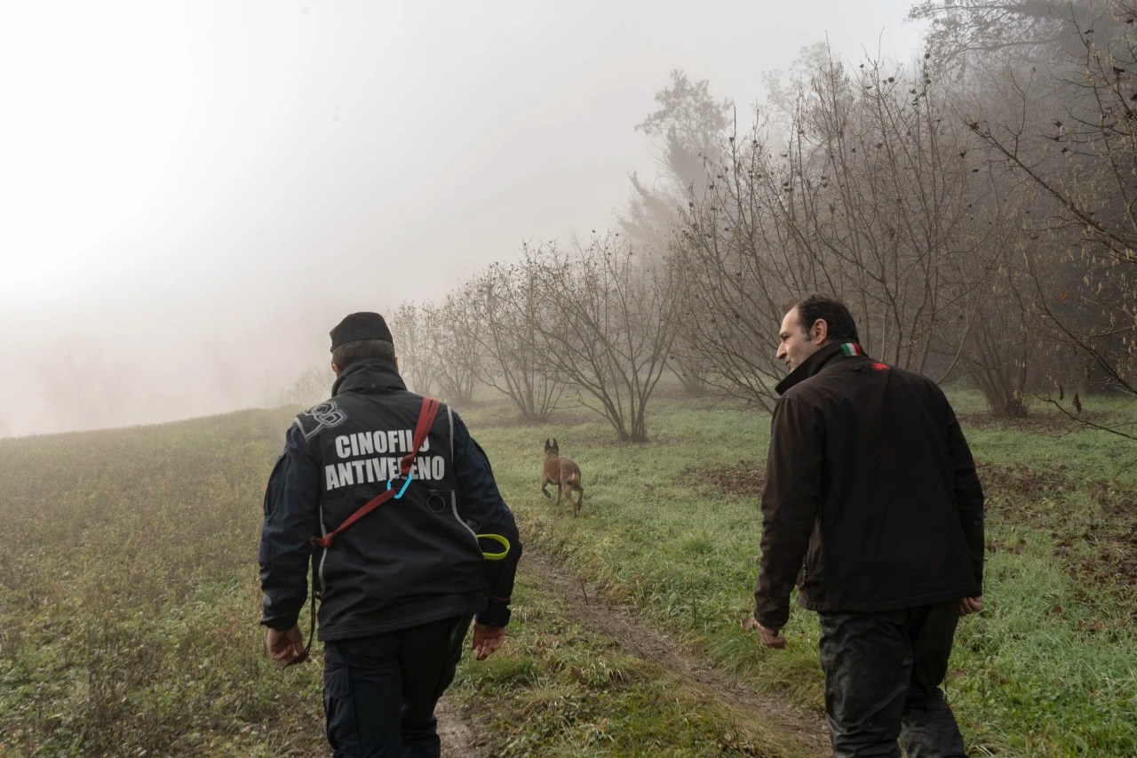 Dogs Pay the Price in Italian Truffle War WSJ