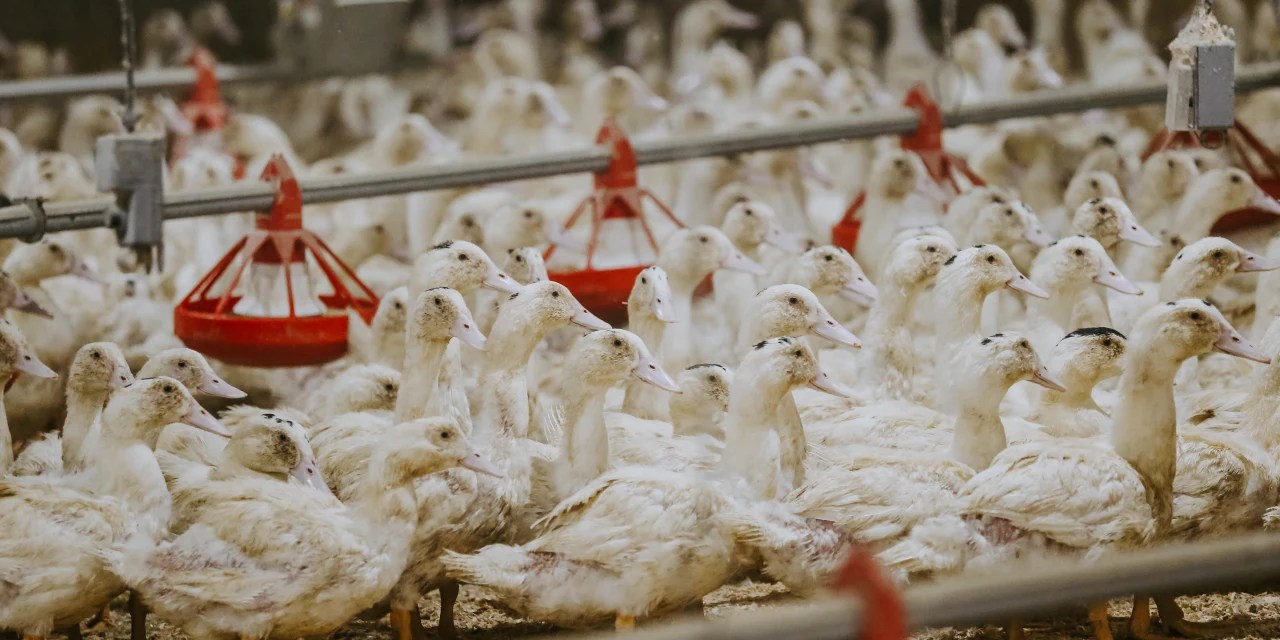 Epicures and Duck Farms Get a Reprieve From New York’s Foie Gras Ban WSJ