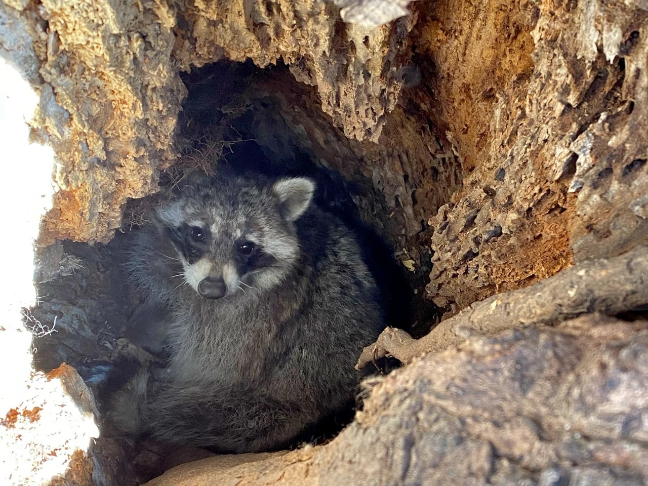 Iowa Considers Allowing YearRound Hunt of CornGobbling Raccoons WSJ