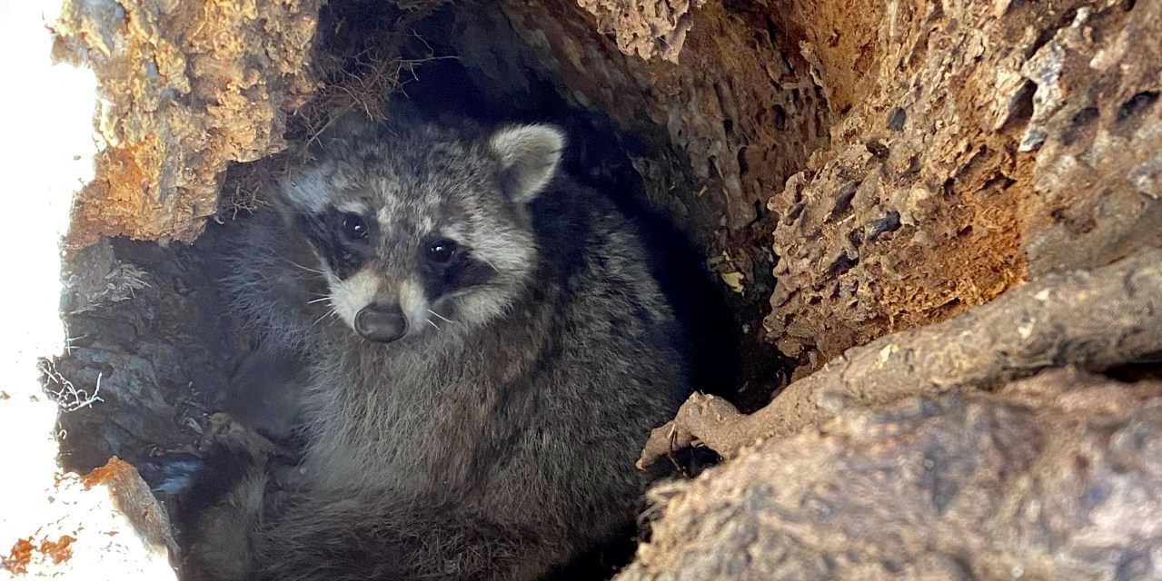 Iowa Considers Allowing YearRound Hunt of CornGobbling Raccoons WSJ